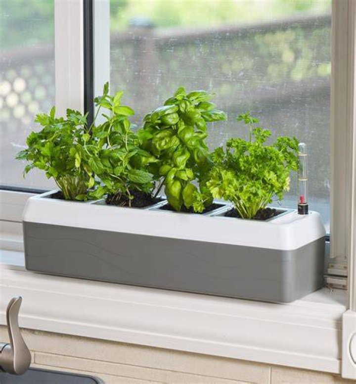 3 Indoor Windowsill Planter Mistakes You Want To Avoid
