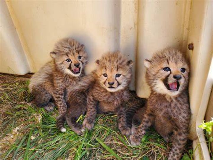 A baby cheetah cub spotted in South Africa