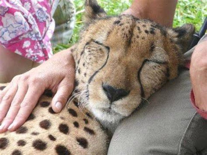 A cheetah purring