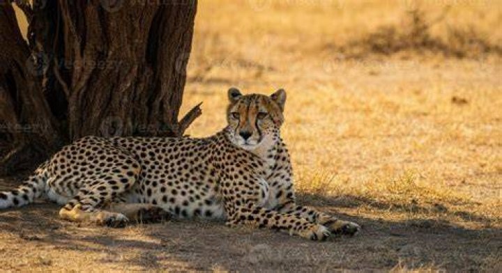 A cheetah resting on top of a log