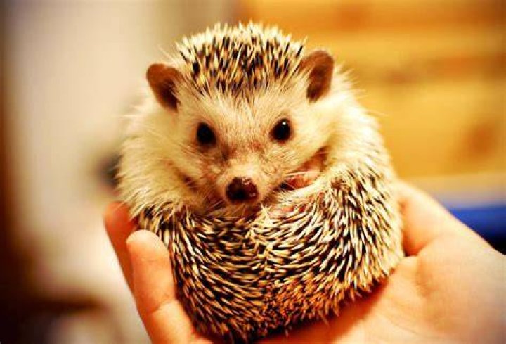 a cute hedgehog