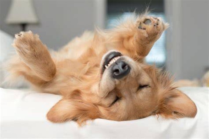 a dog lying on a dog bed