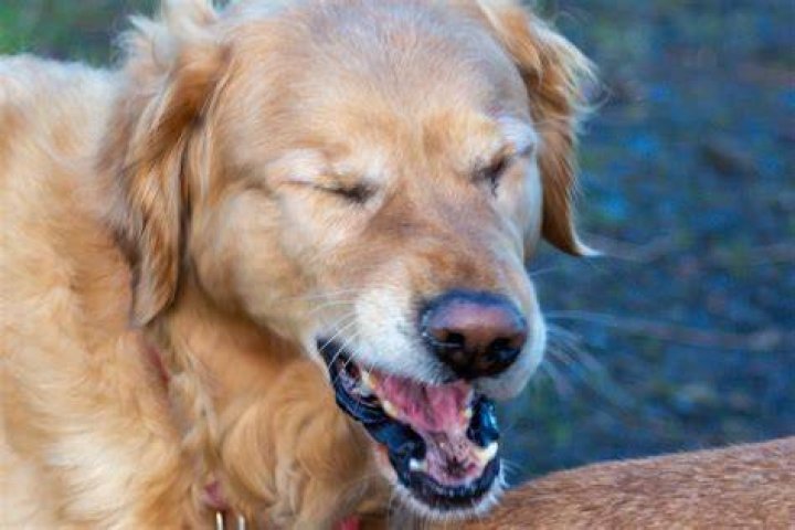A sneezing dog