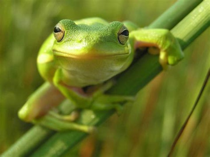 American green tree frog