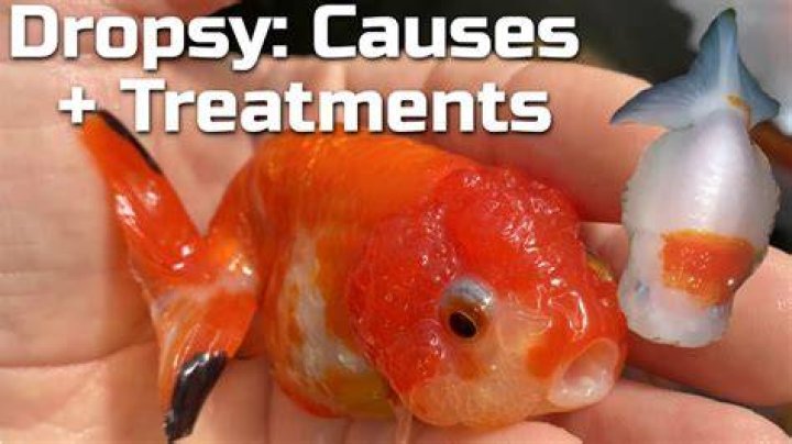 bloated dropsy goldfish