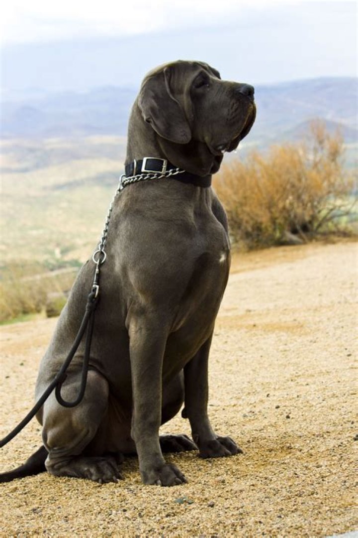 Brazilian mastiff with a big sneeze
