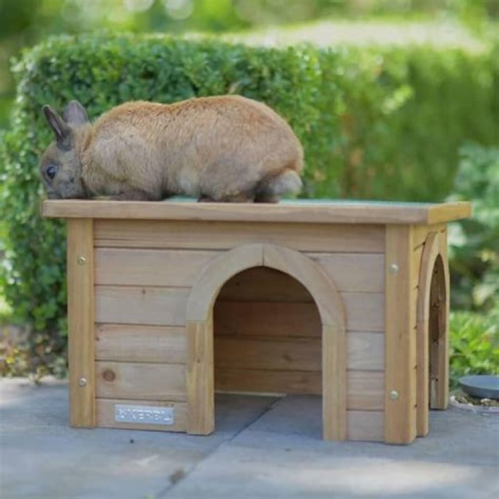 Bunny Business Rabbit Hide House