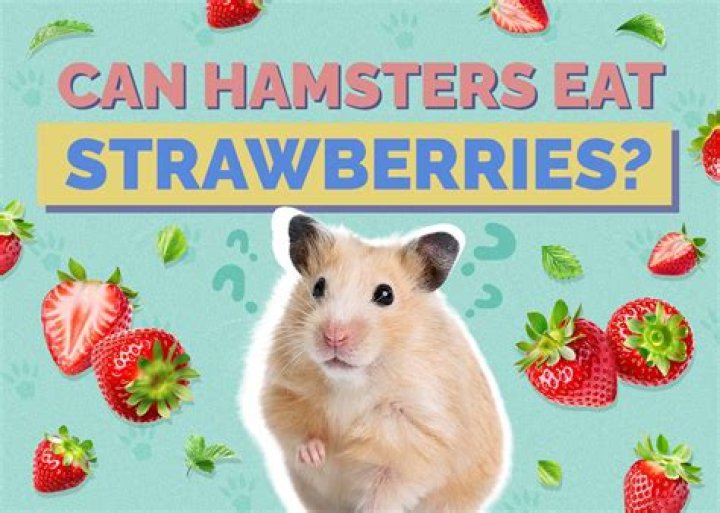 Can Hamsters Eat Apples? Nutrition Facts & FAQ
