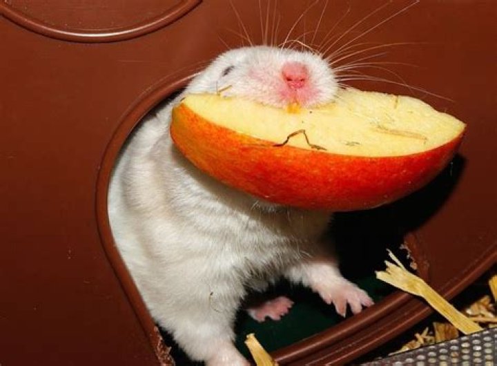 Can Hamsters Eat Apples