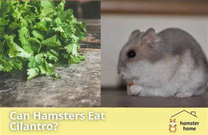 Can Hamsters Eat Cilantro? What You Need to Know