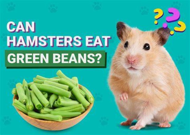 Can Hamsters Eat Green Beans? Our Vet Explains
