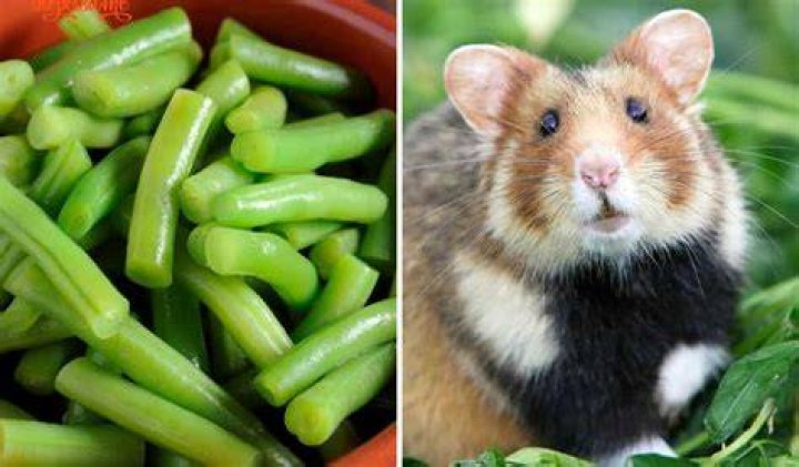 Can Hamsters Eat Green Beans