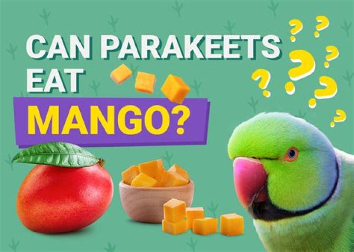 Can Parakeets Eat Mango? Vet Reviewed Facts & Info You Need to Know