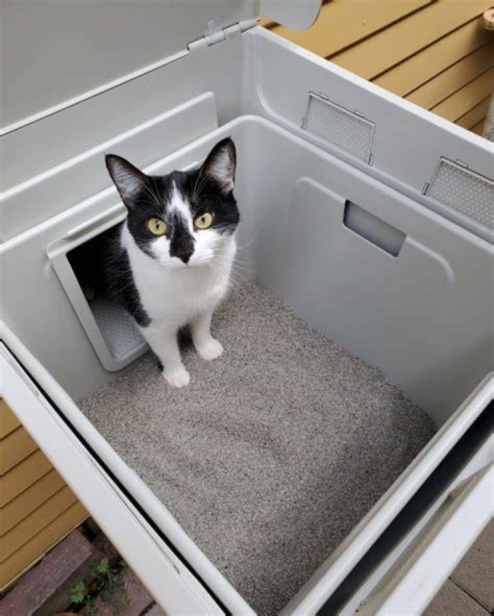 cat inside litter box