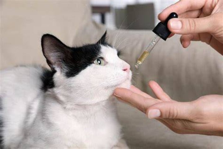 cat taking CBD oil