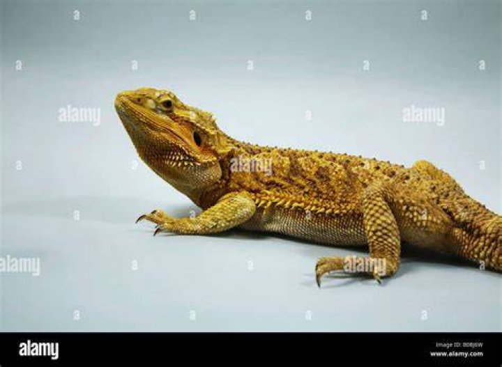 central bearded dragon side view