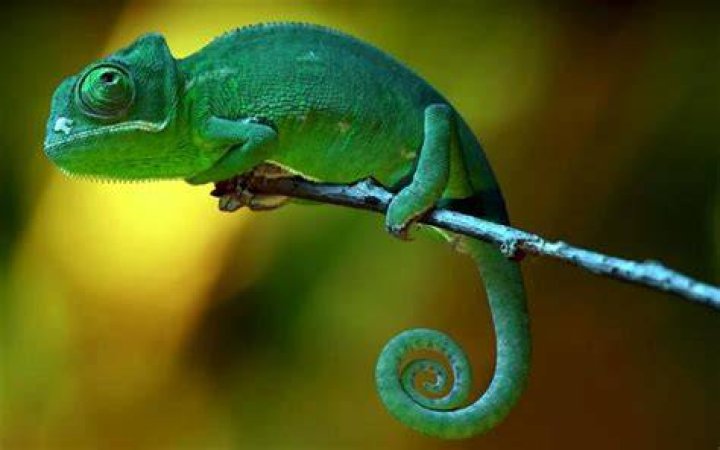 Chameleon on the branch of the tree_ Milan Zygmunt_Shutterstock