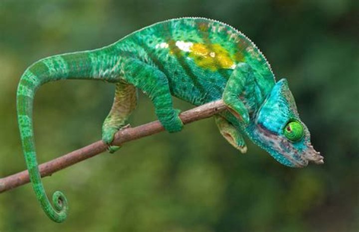 Chameleon