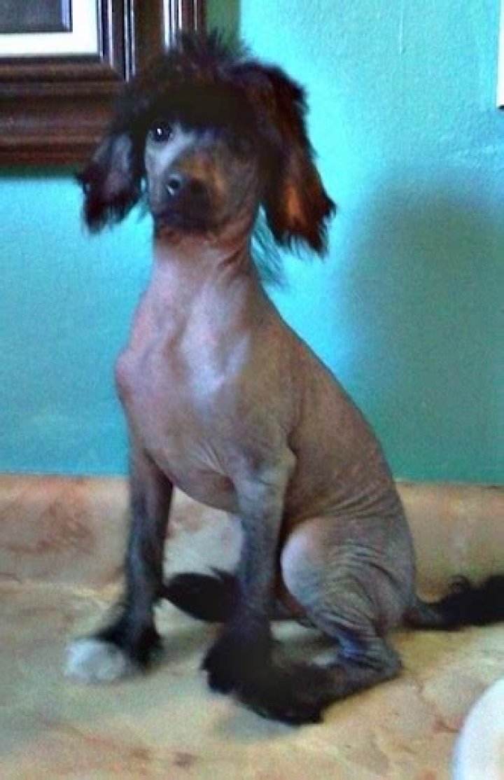 Chinese crested and toy poodle mixed breed dog on the grass