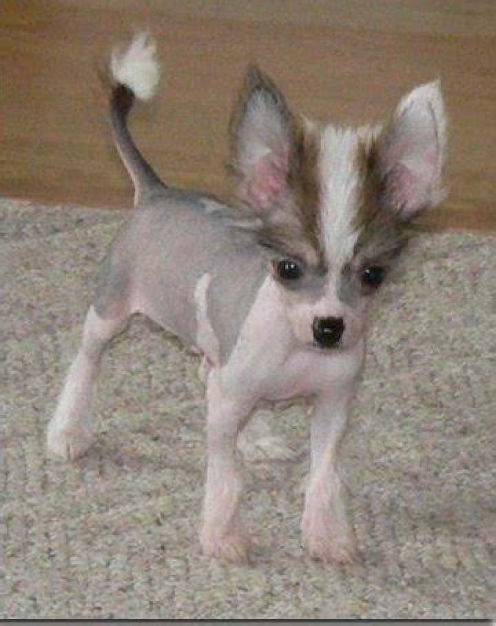 chinese crested chihuahua mixed breed dog outdoors