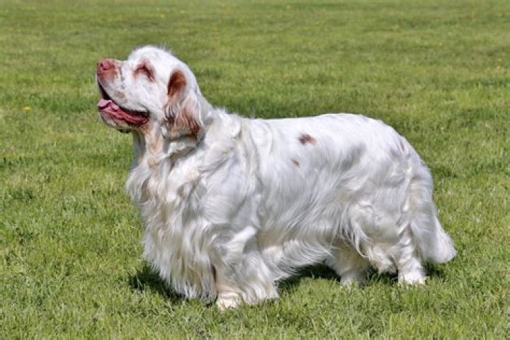Clumber Spaniel: Breed Guide, Info, Pictures, Care & More!