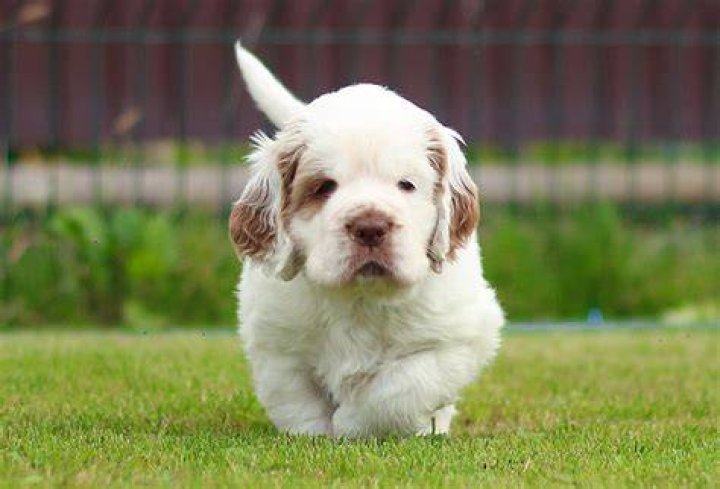 Clumber Spaniel Puppy