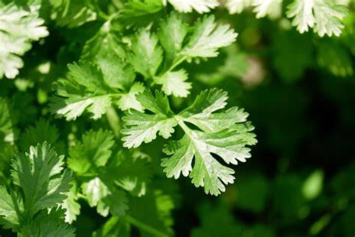 coriander