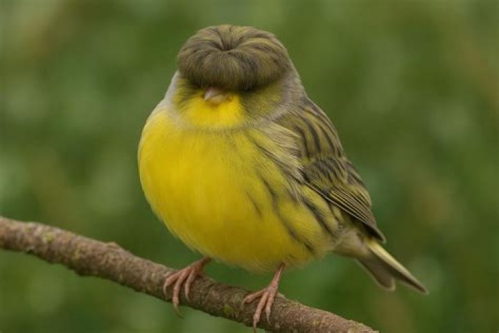 Crested Canary