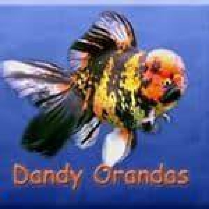 Dandy Orandas logo