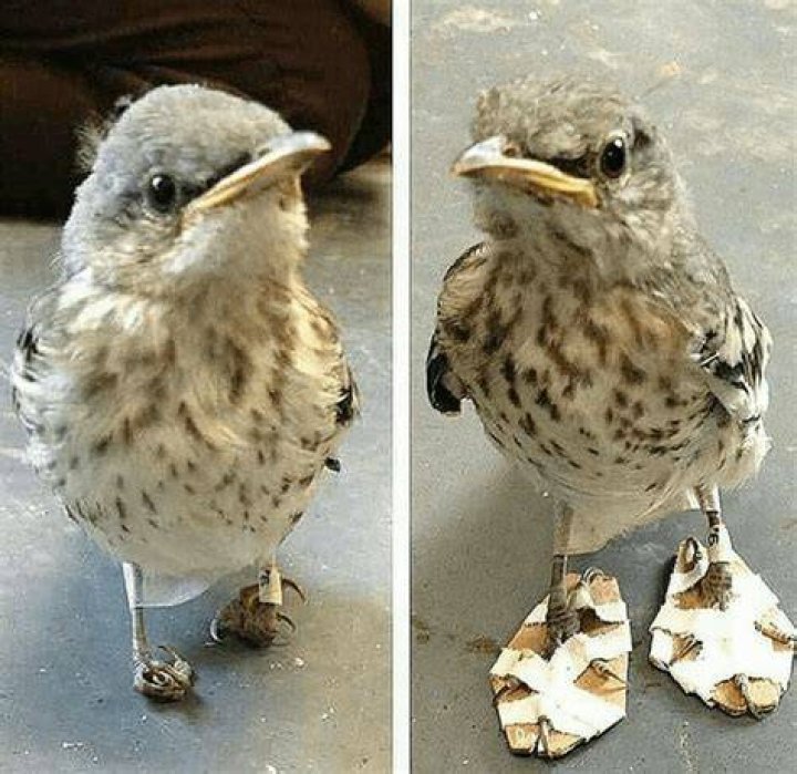 divider-birds