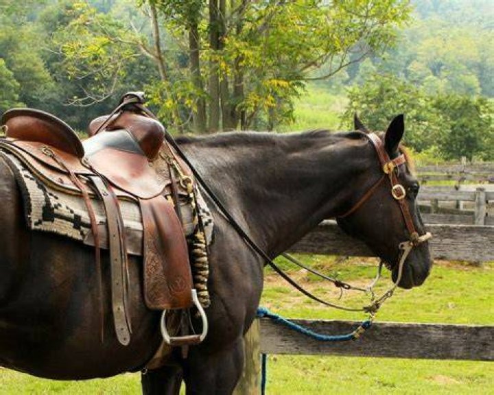Do Saddles Hurt Horses? Saddle vs Bareback