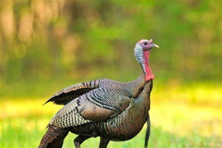 Do Turkeys Make Great Pets? Guidance, Facts & FAQs