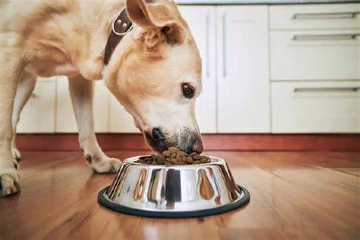 dog eating_Shutterstock_Jaromir Chalabala