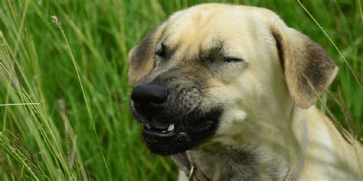 Dog Sneeze
