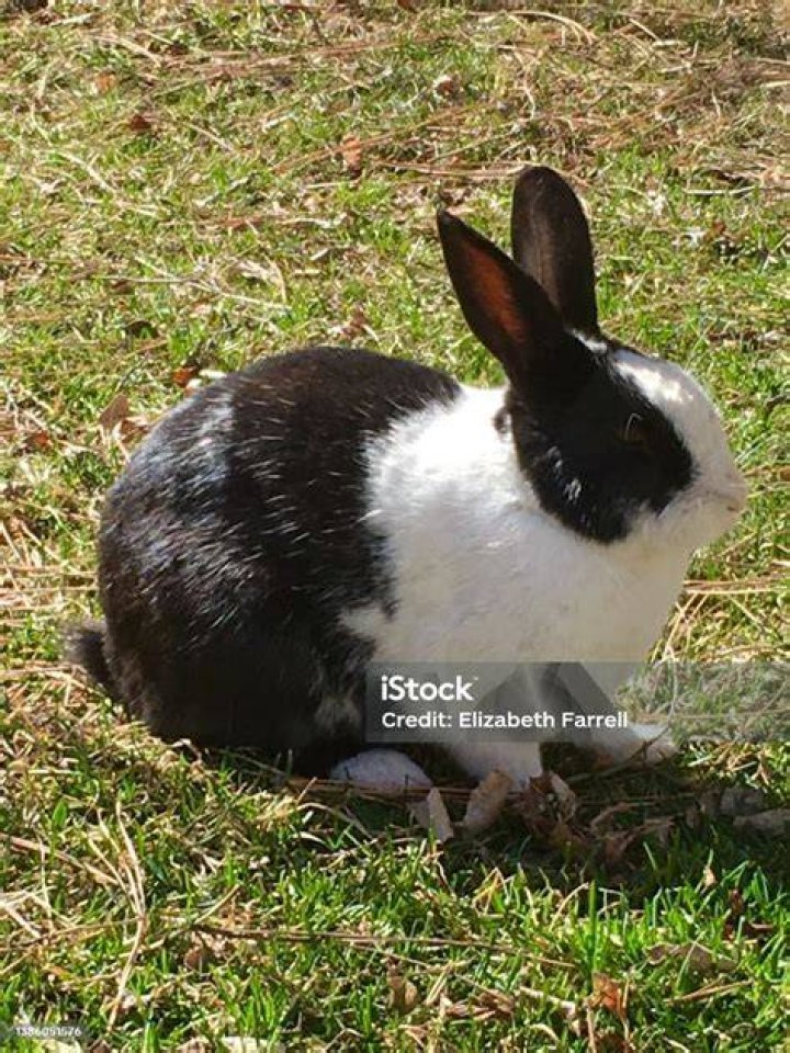 dutch rabbit on the grass