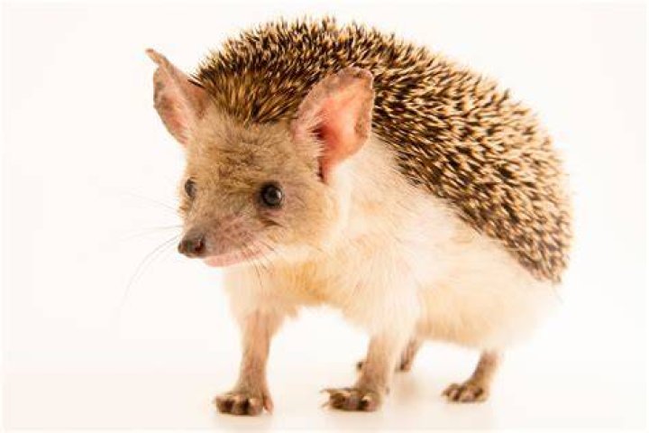 Egyptian Long-Eared Hedgehog