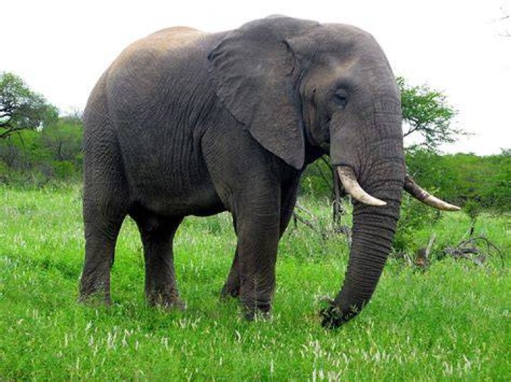 elephant standing on green and yellow grass under blue sky and white clouds