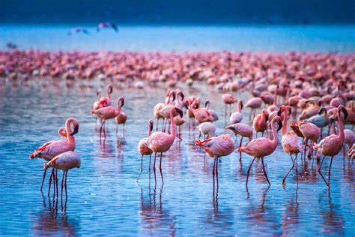 Flamingos standing in Lake Nakuru, Kenya 