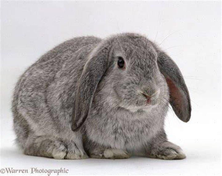 French Lop Eared Rabbit