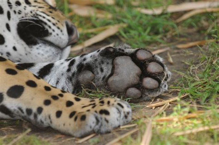 Fresh Jaguar tracks