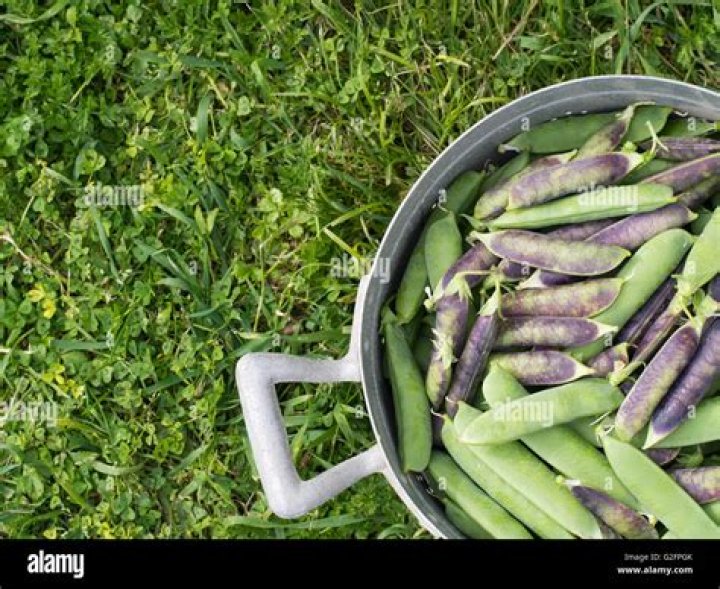 Fresh green peas fresh picked and podded green peas from our garden