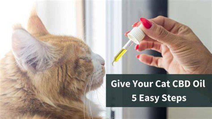 giving cat cbd oil