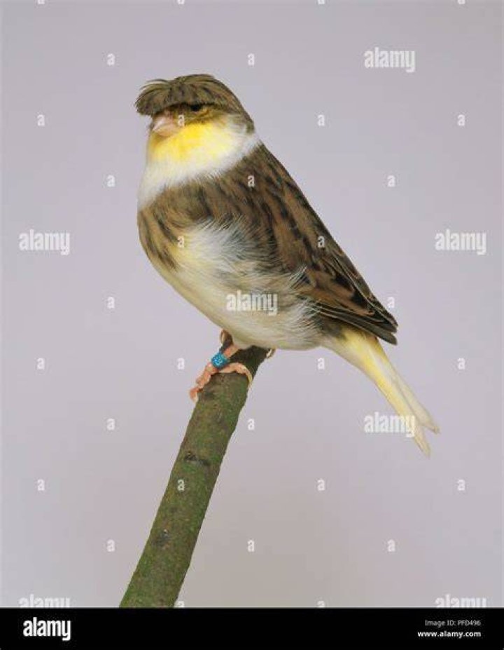 Gloster Canary side view_Oleg Mayorov_Shutterstock