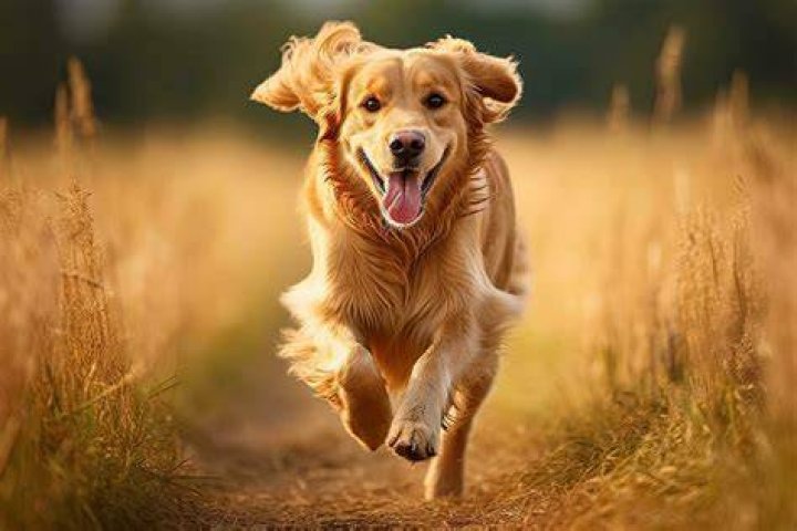 golden retriever running