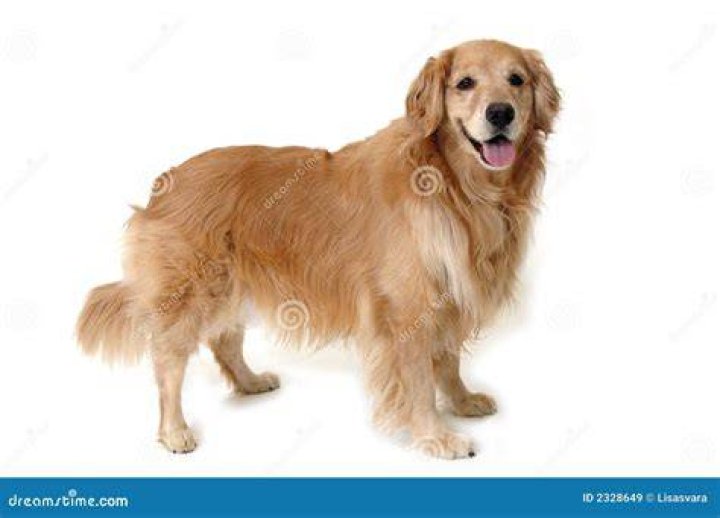 Golden retriever standing on the grass