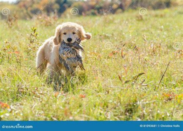 golden retriever with bird
