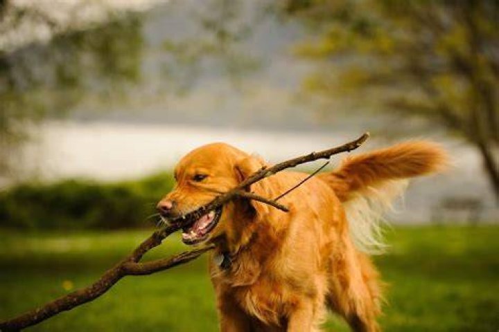 golden retriver carrying tree branch in his mouth