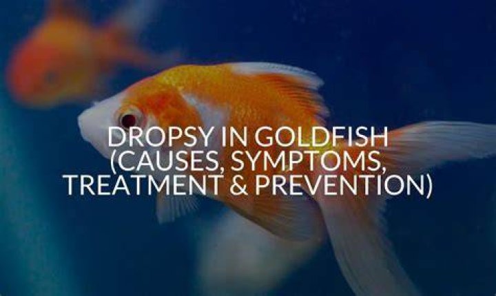 Goldfish Dropsy: Signs, Treatment & Prevention Guide