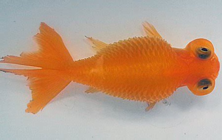 Goldfish with dropsy or swollen scales and bellies