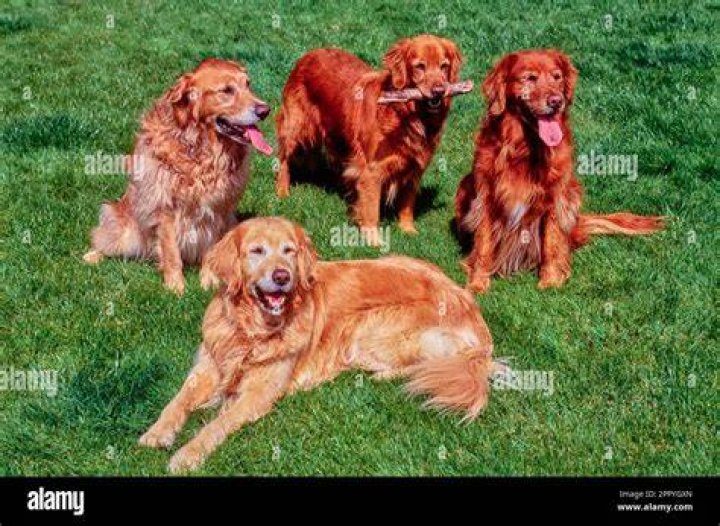 Group of golden retrievers sitting on grass